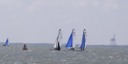 Tykas en bagarre  la boue sous le vent